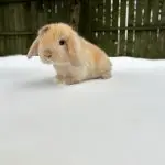 Two Holland Lop Bunnies